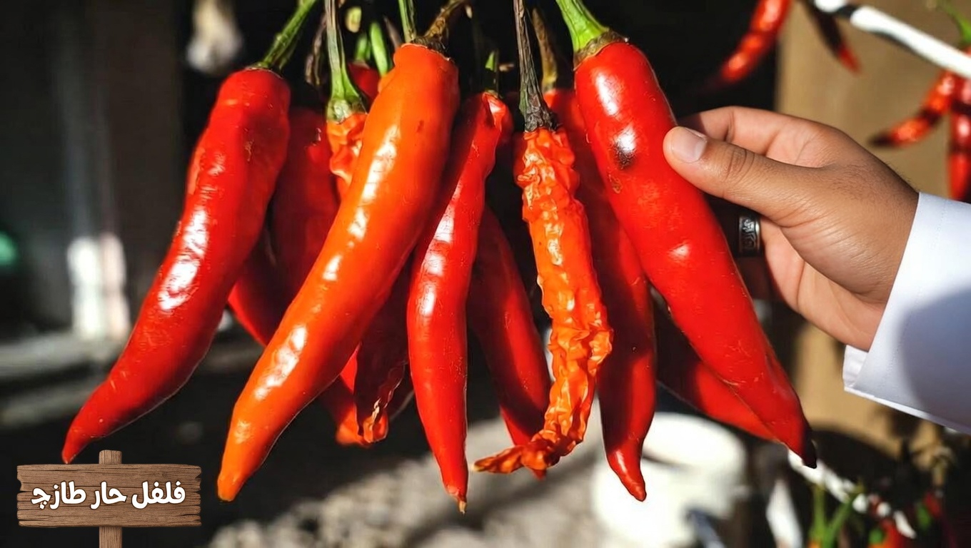 كبار السن: ماذا قد يحدث إذا تناولت الفلفل الحار قبل النوم لدعم الدورة الدموية في الساقين والقدمين؟