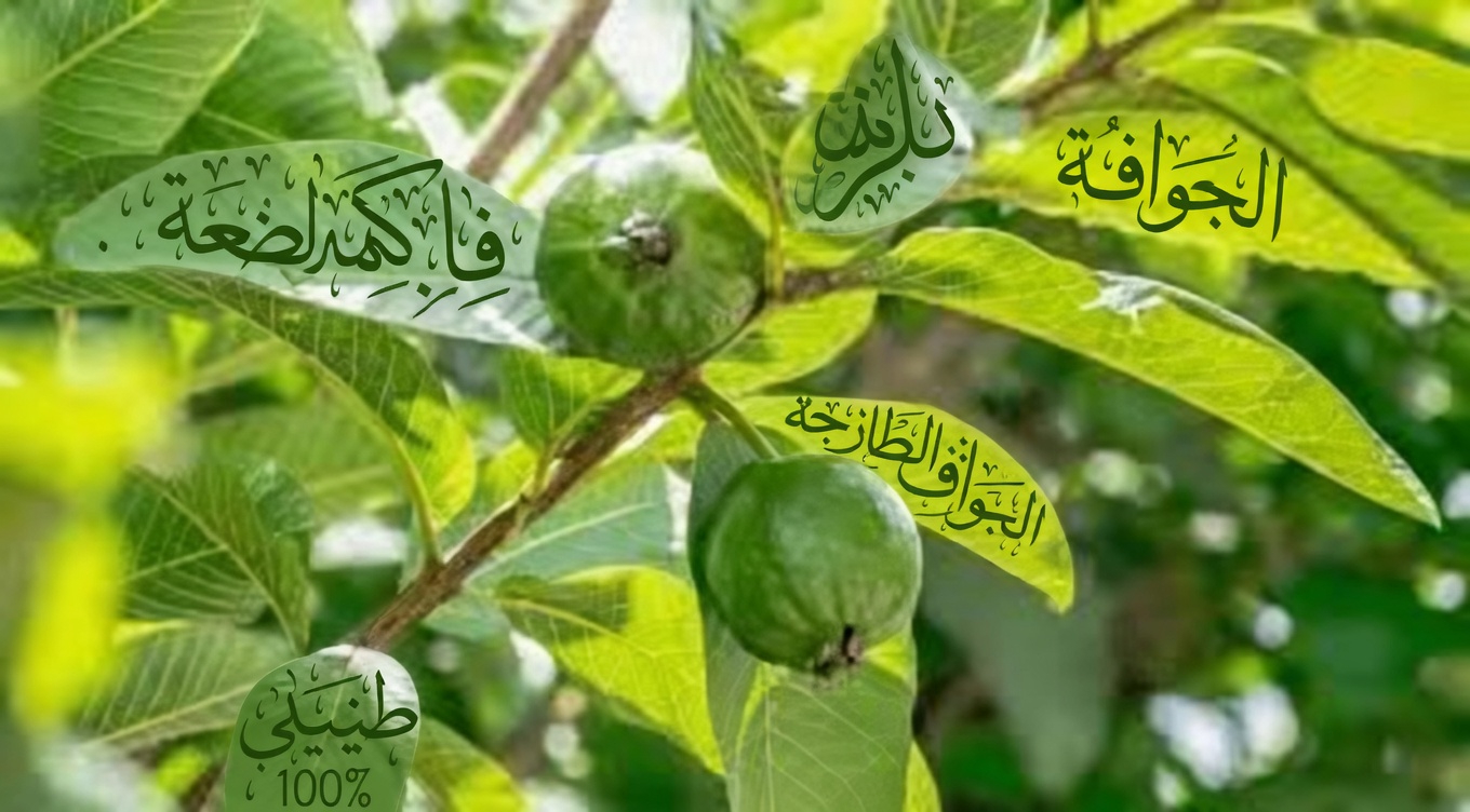 اكتشف طرقًا بسيطة لدعم صحة الفم بأوراق الجوافة – نصائح يومية لابتسامة أكثر صحة