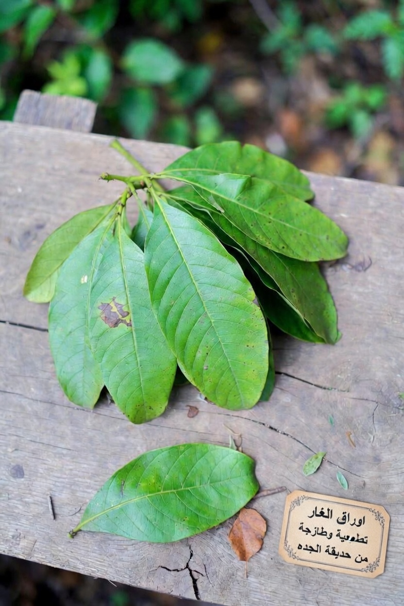 استكشاف إمكانات شاي أوراق الجوافة في دعم صحة القلب