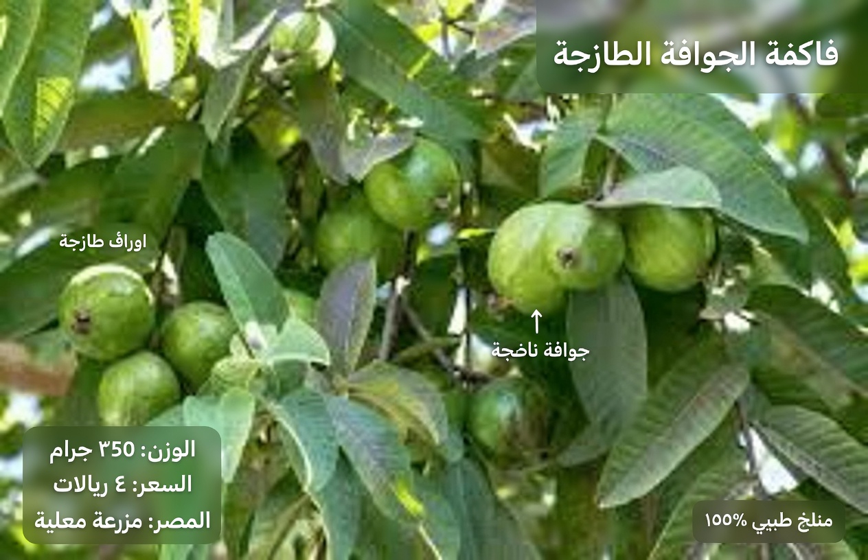 استكشاف إمكانات شاي أوراق الجوافة في دعم صحة القلب