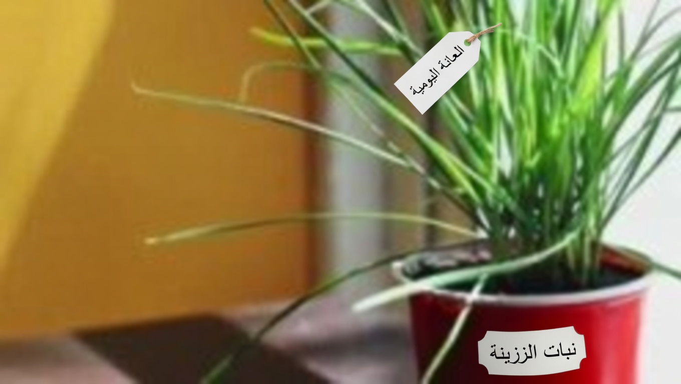 اليارو: حليف عشبي خالد بفوائد صحية مذهلة