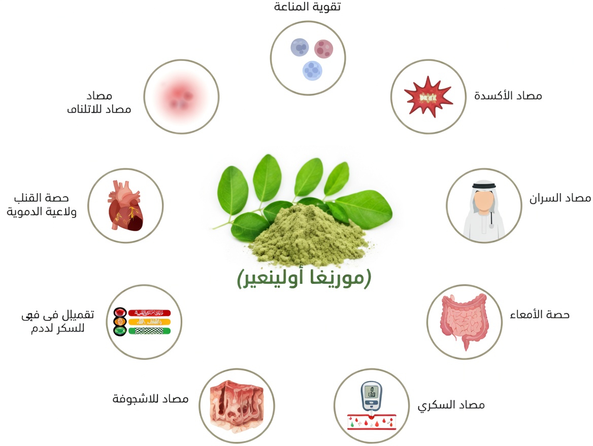 ما هي الفوائد الغذائية المحتملة لبذور المورينجا؟ نظرة أقرب على هذا الغذاء الخارق الغني بالعناصر الغذائية