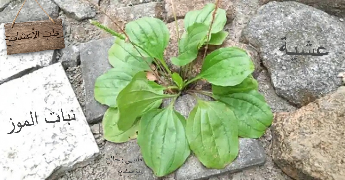 30 فائدة مذهلة لسان الحمل عريض الأوراق (Plantago Major)