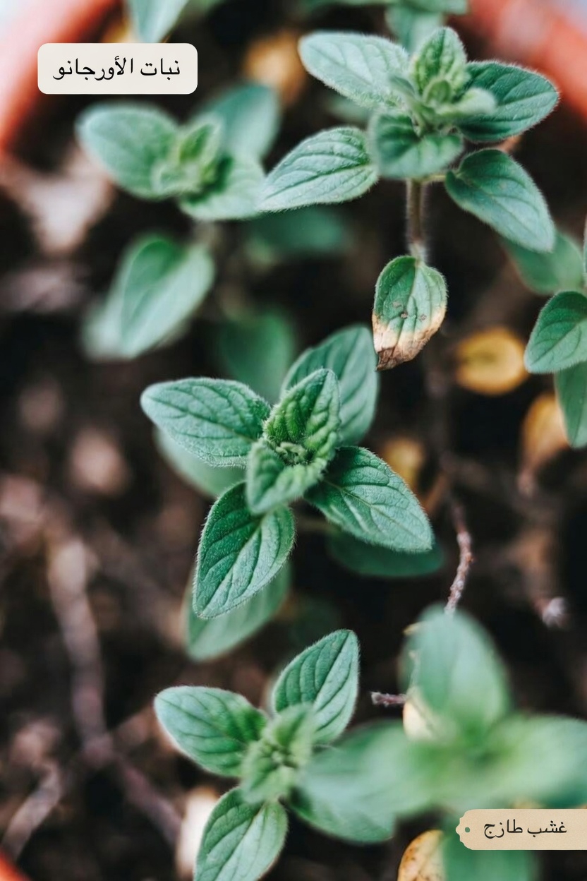 ما الذي يجعل الأوريغانو مميزًا؟