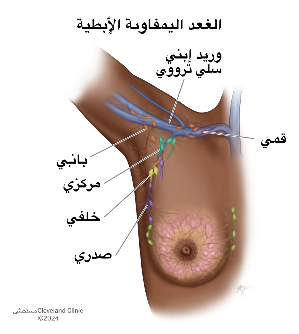 شرح العقد اللمفاوية تحت الإبط مع عادات يومية تساعد على شعور الجزء العلوي من جسمك بخفة ودعم