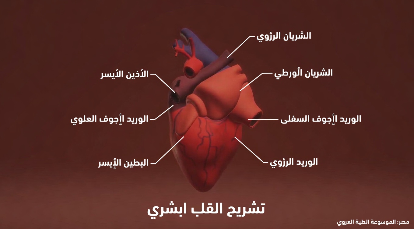 المضاد الحيوي الطبيعي الذي يساعد في علاج التهابات المثانة والكلى حتى بعد بضع علاجات