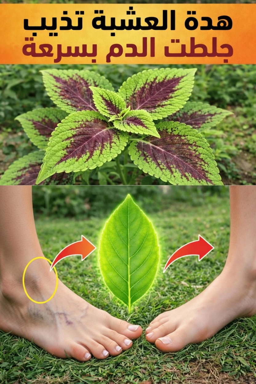 فهم الدورة الدموية وأهميتها