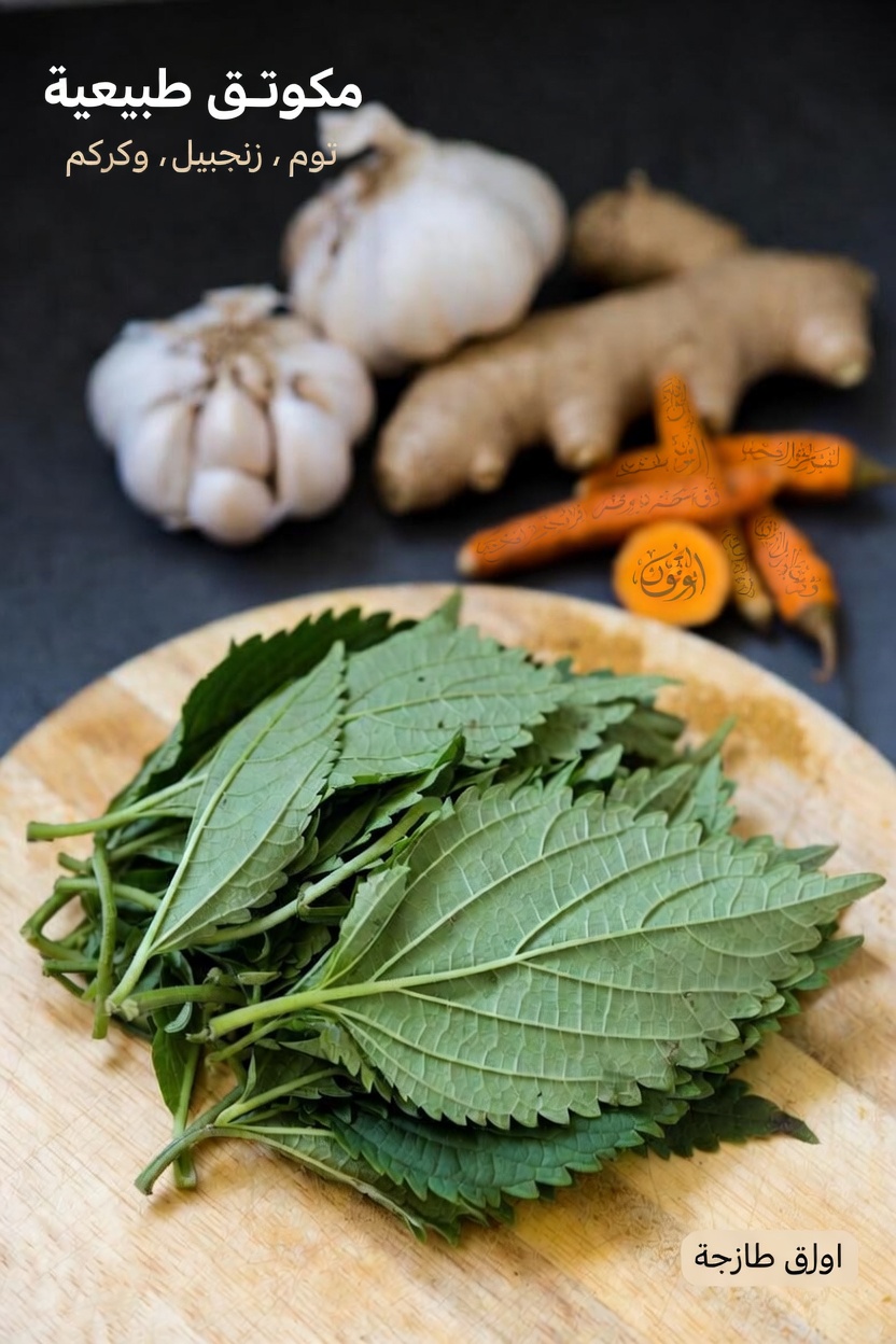 فهم الدورة الدموية وأهميتها