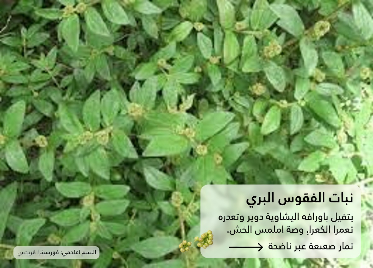 اكتشف الفوائد المحتملة المدهشة لعشبة الصقلاب كبيرة الأوراق للعافية اليومية