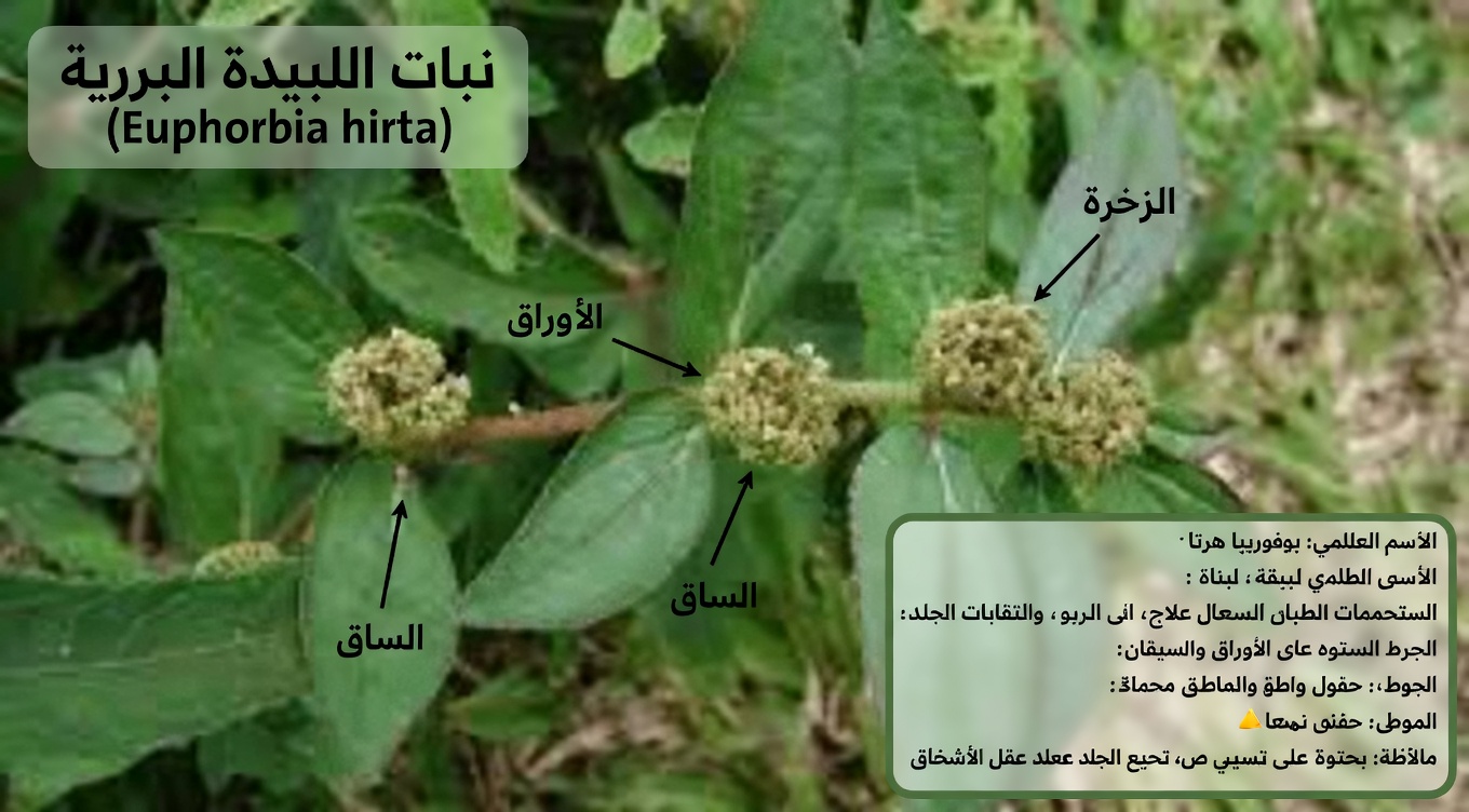 اكتشف الفوائد المحتملة المدهشة لعشبة الصقلاب كبيرة الأوراق للعافية اليومية