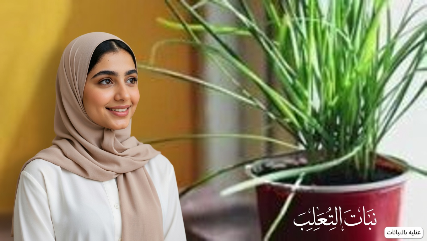 الهندباء القوية: كنز الطبيعة الخفي