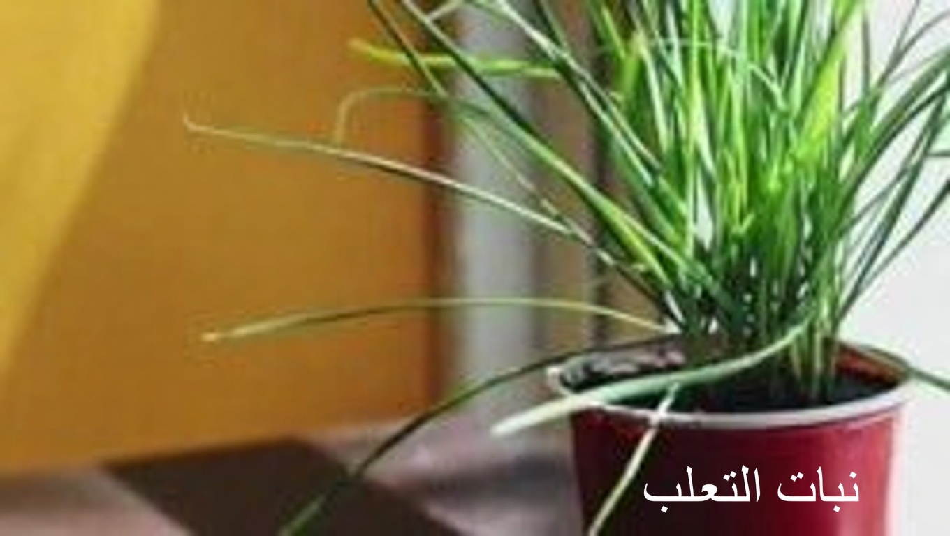 العرعر: دليل شامل لفوائده واستخداماته