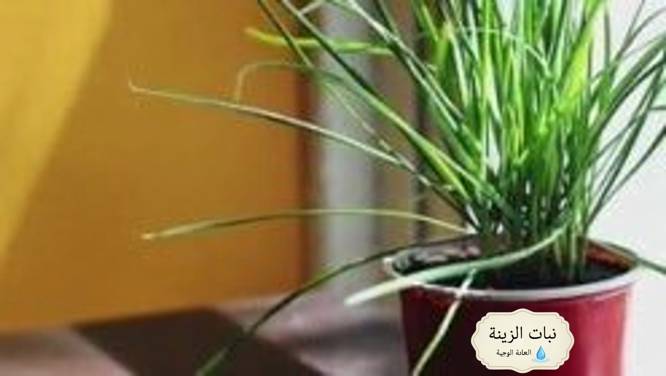 العشب العنيد: 10 فوائد مذهلة وآثاره الجانبية