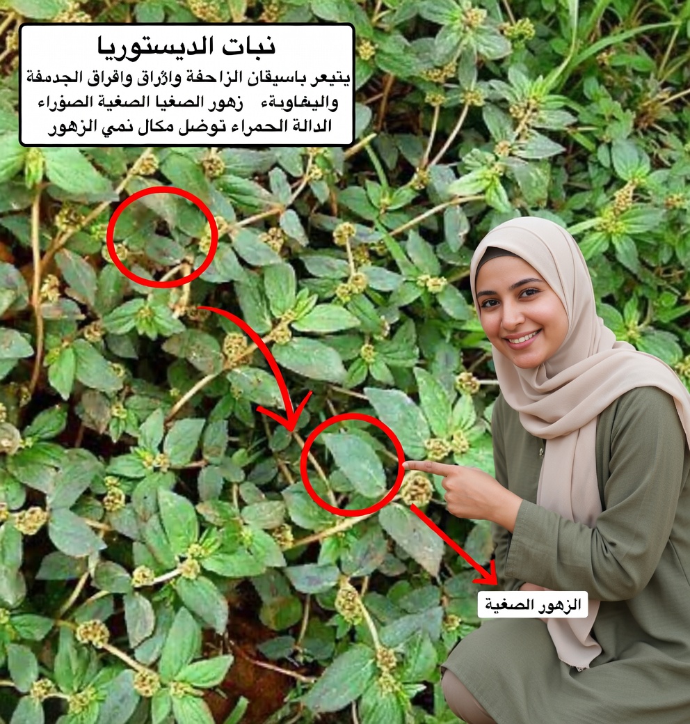 الفربيون هيرتا: عشبة معجزة ذات فوائد متعددة