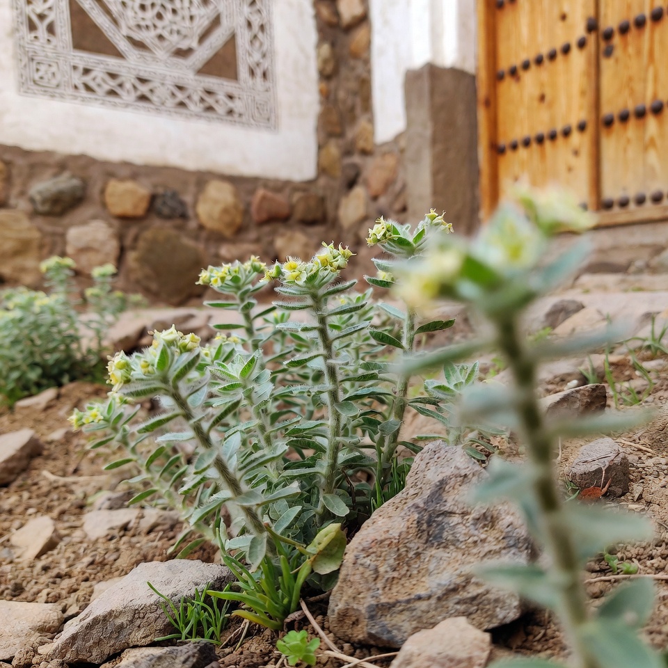 الفربيون هيرتا: علاج الطبيعة لصحة الجهاز التنفسي ودعم المناعة