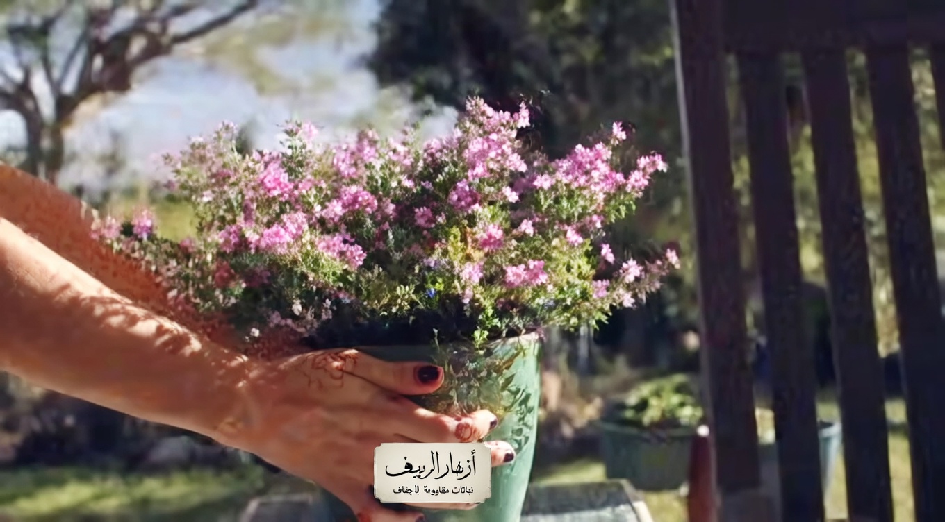 أوراق وأزهار الكركديه: الفوائد والاستخدامات المنزلية