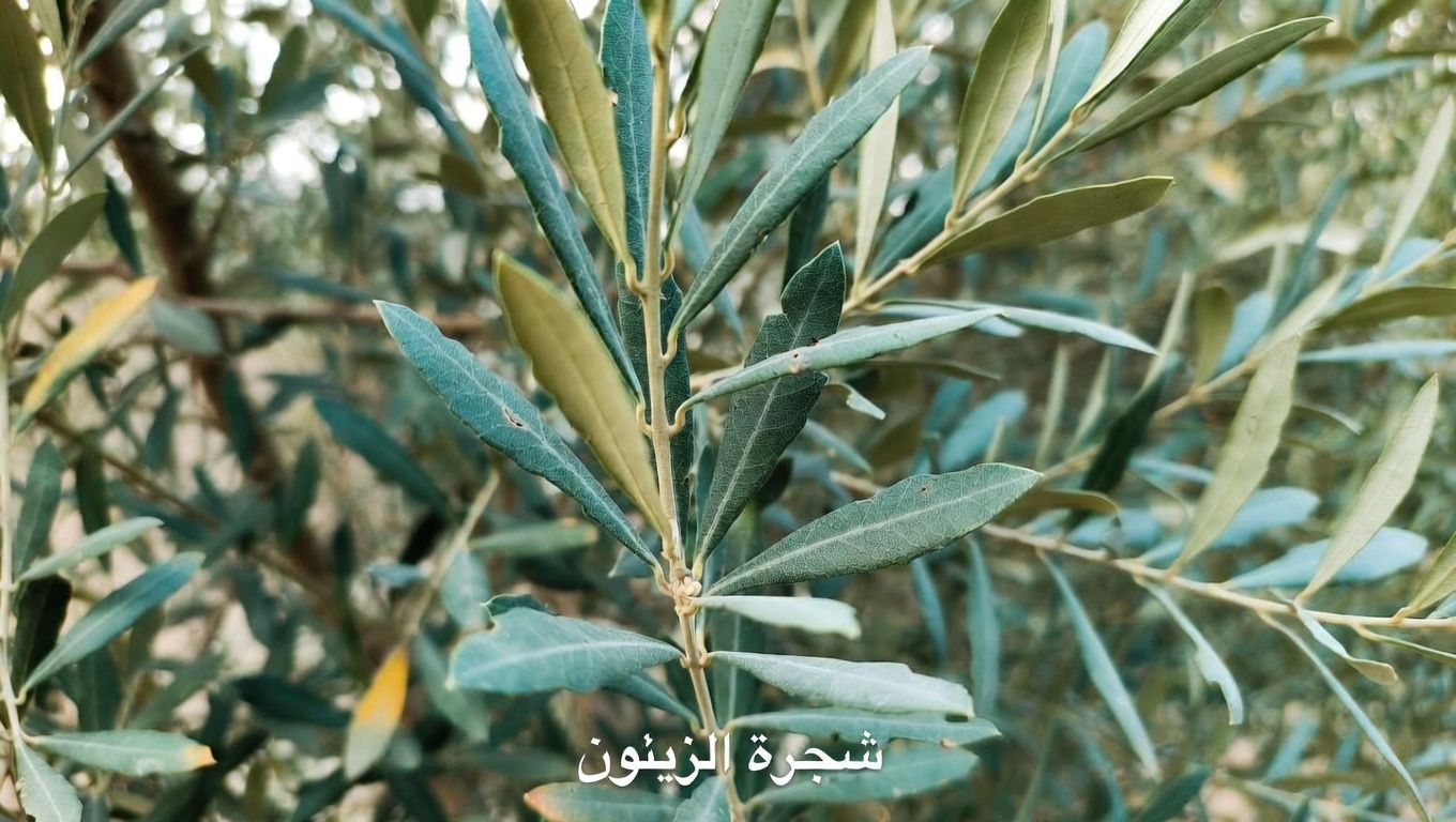 الورقة المهملة التي قد تساعد جسمك على محاربة الخلايا السرطانية