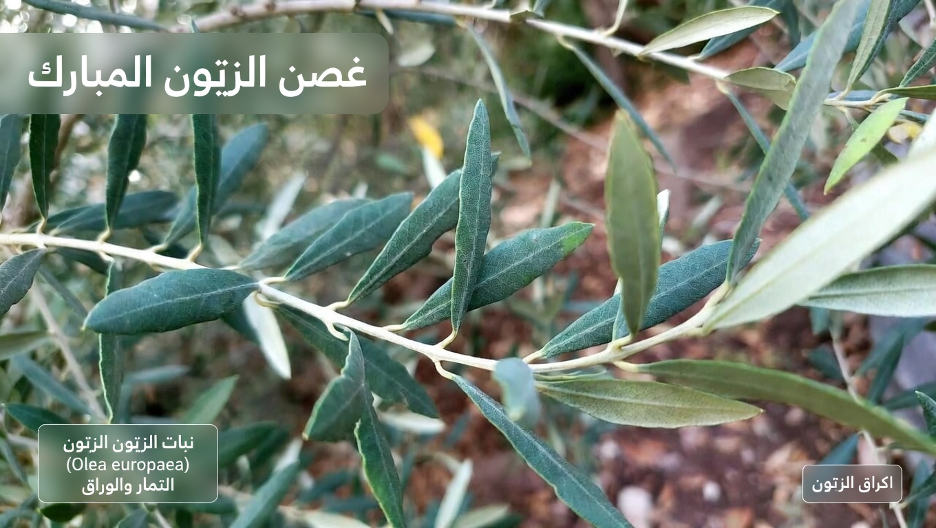 الورقة المهملة التي قد تساعد جسمك على محاربة الخلايا السرطانية