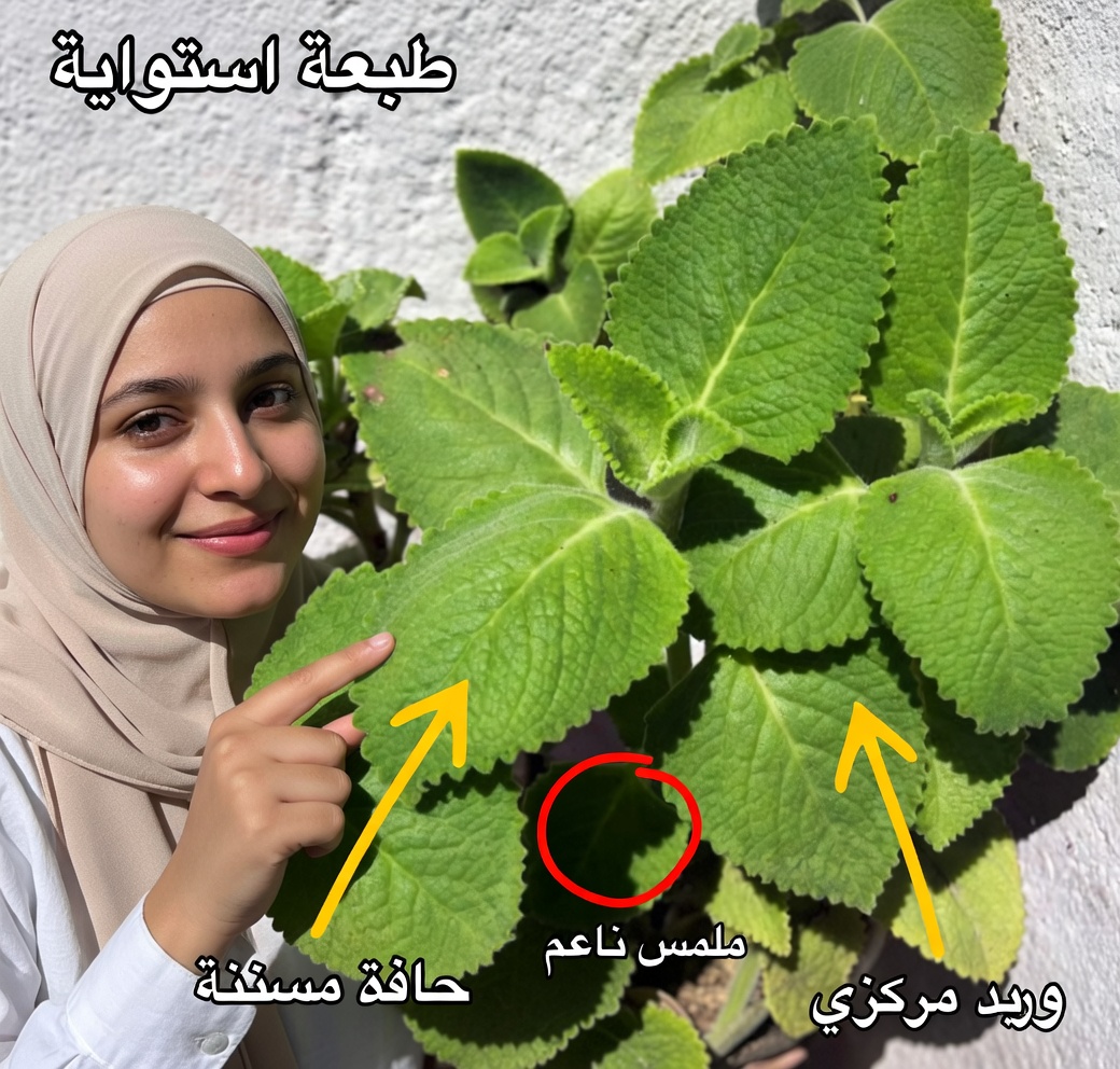 13 فائدة صحية لعشبة الأوريغانو أوريخون وكيفية استخدامها