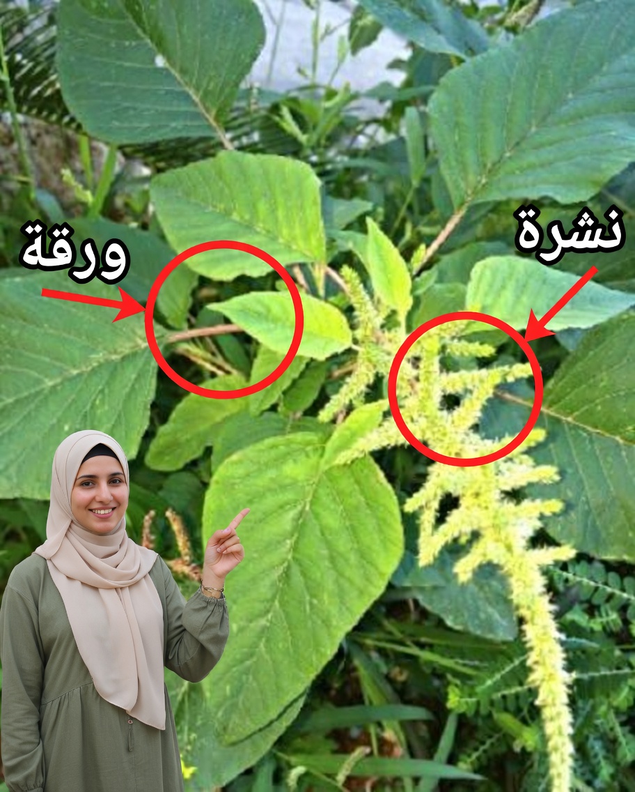 إذا رأيت هذه النبتة في حديقتك، فأنت تجلس على كنز من الذهب: السوبرفود ومُؤَكْسِج الدماغ الذي يتغافل عنه الكثيرون