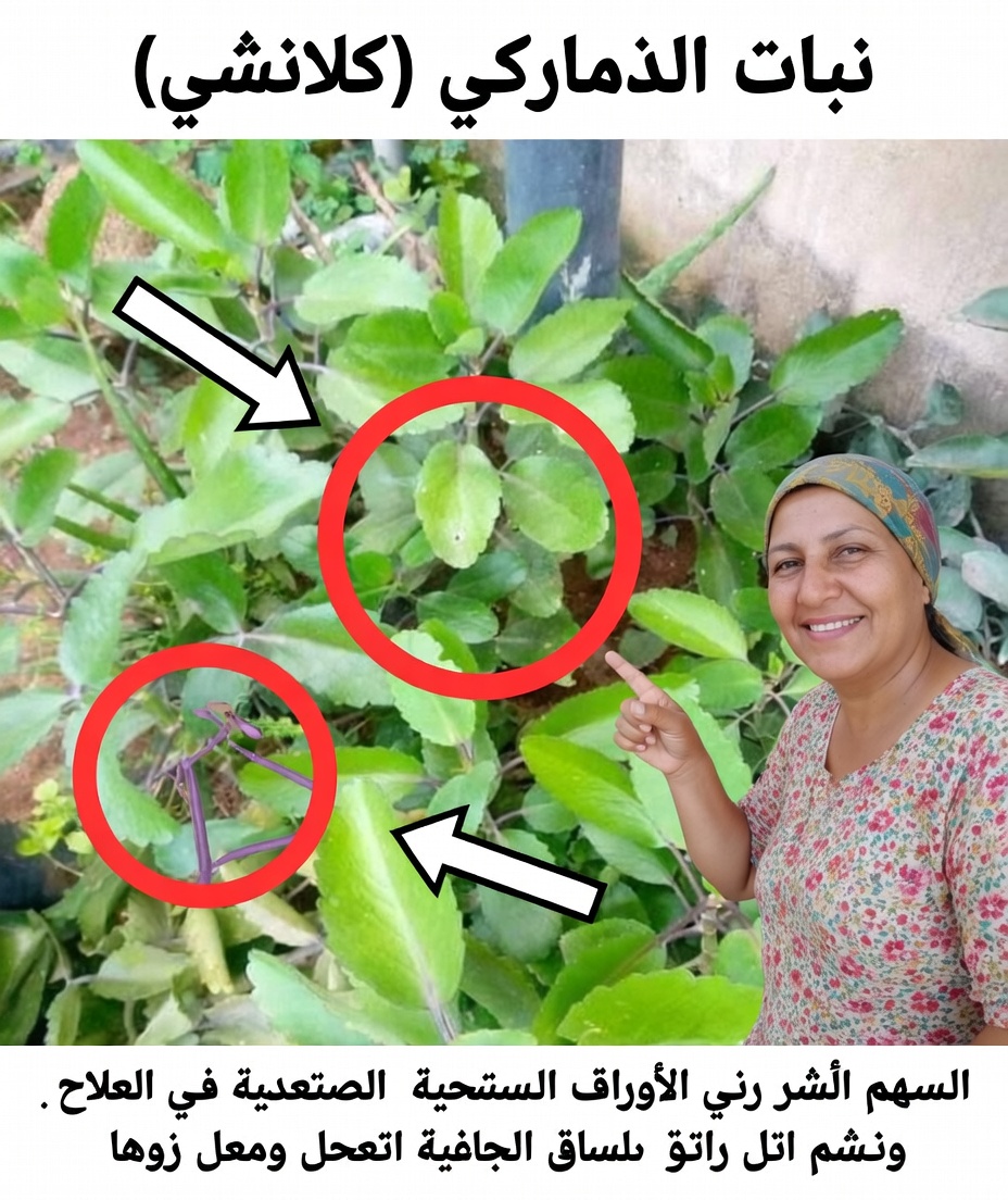 نبتة الكلانشو بيناتا – العشبة المعجزة للصحة