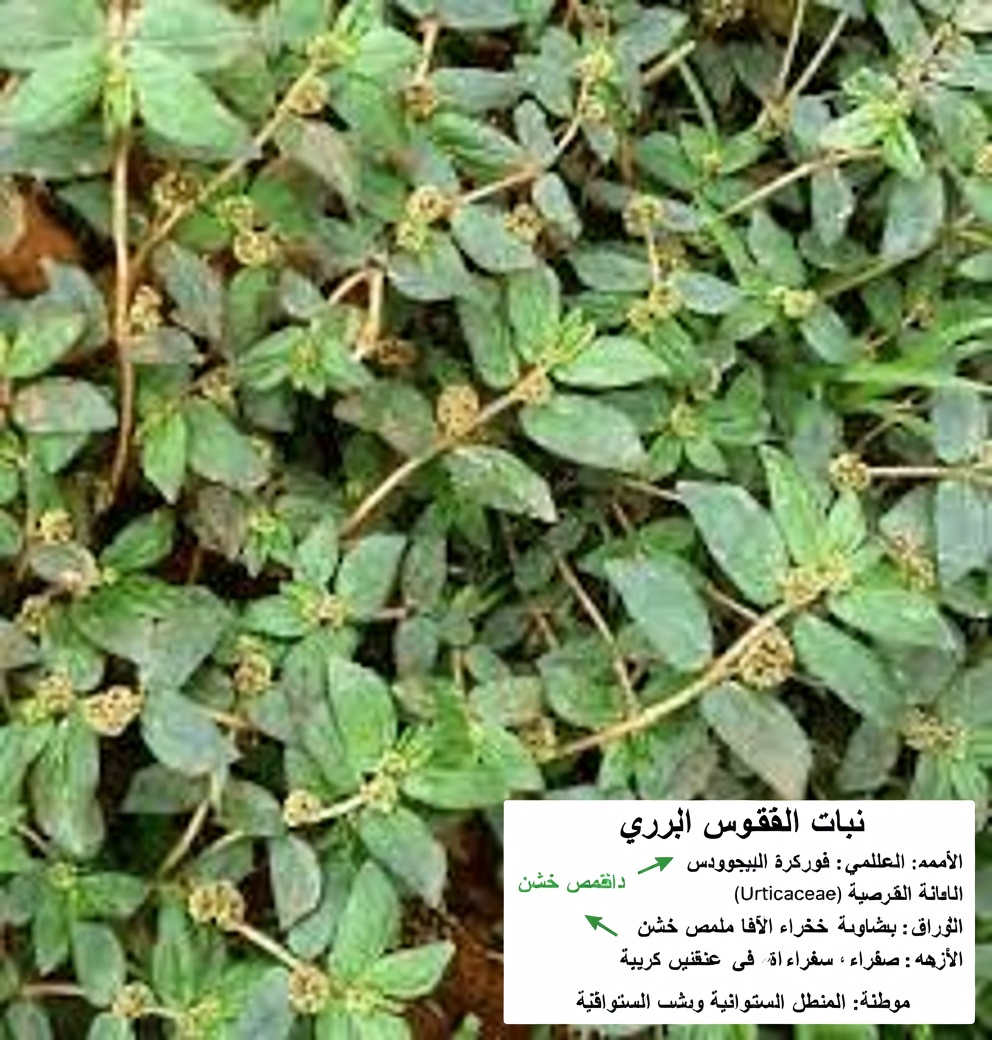 استكشاف الأساليب الطبيعية المعتمدة على النباتات لدعم صحة البشرة: ما يقوله الناس عن هذه النبتة البرية الشائعة