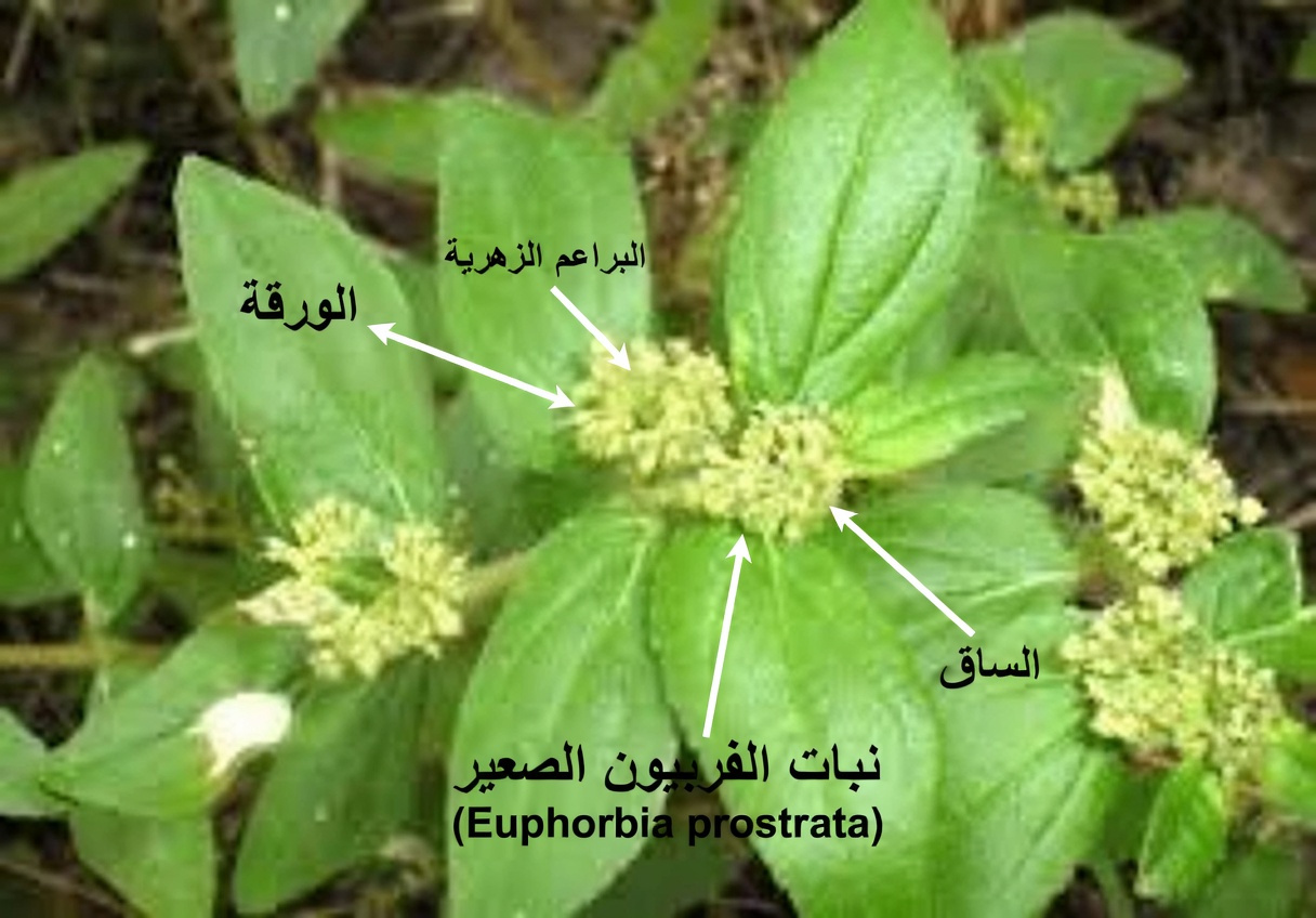 استكشاف الأساليب الطبيعية المعتمدة على النباتات لدعم صحة البشرة: ما يقوله الناس عن هذه النبتة البرية الشائعة