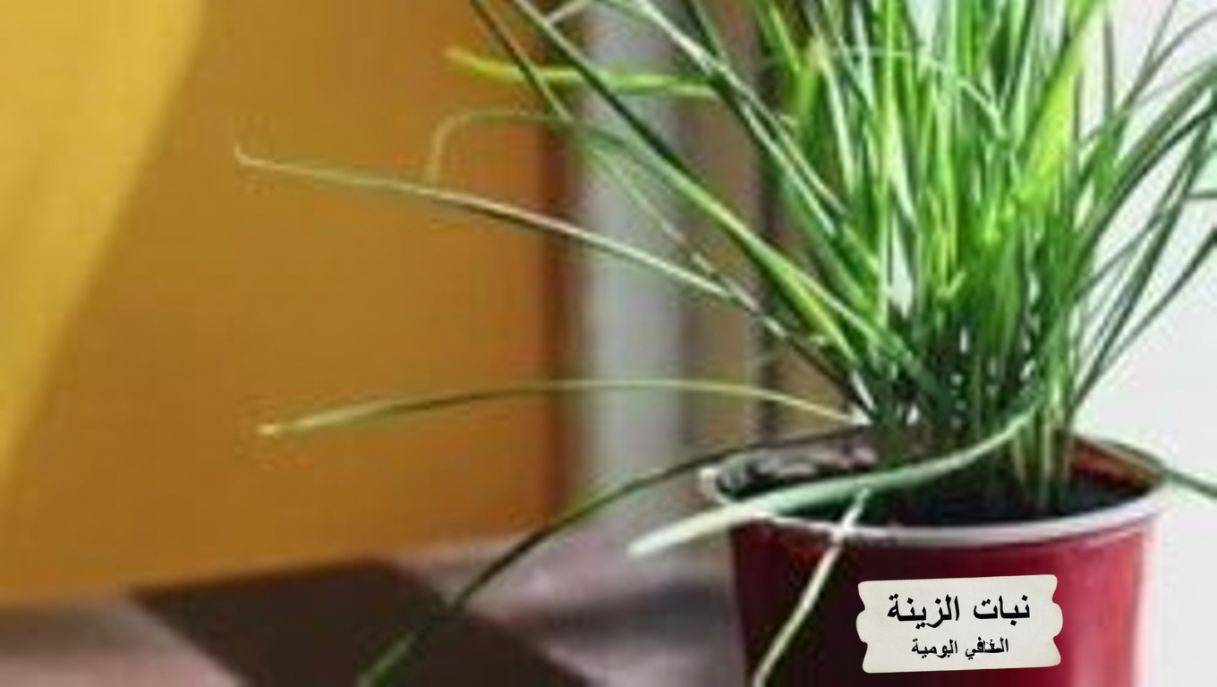 الفوائد المذهلة لعصارة التين: إكسير الطبيعة الخفي