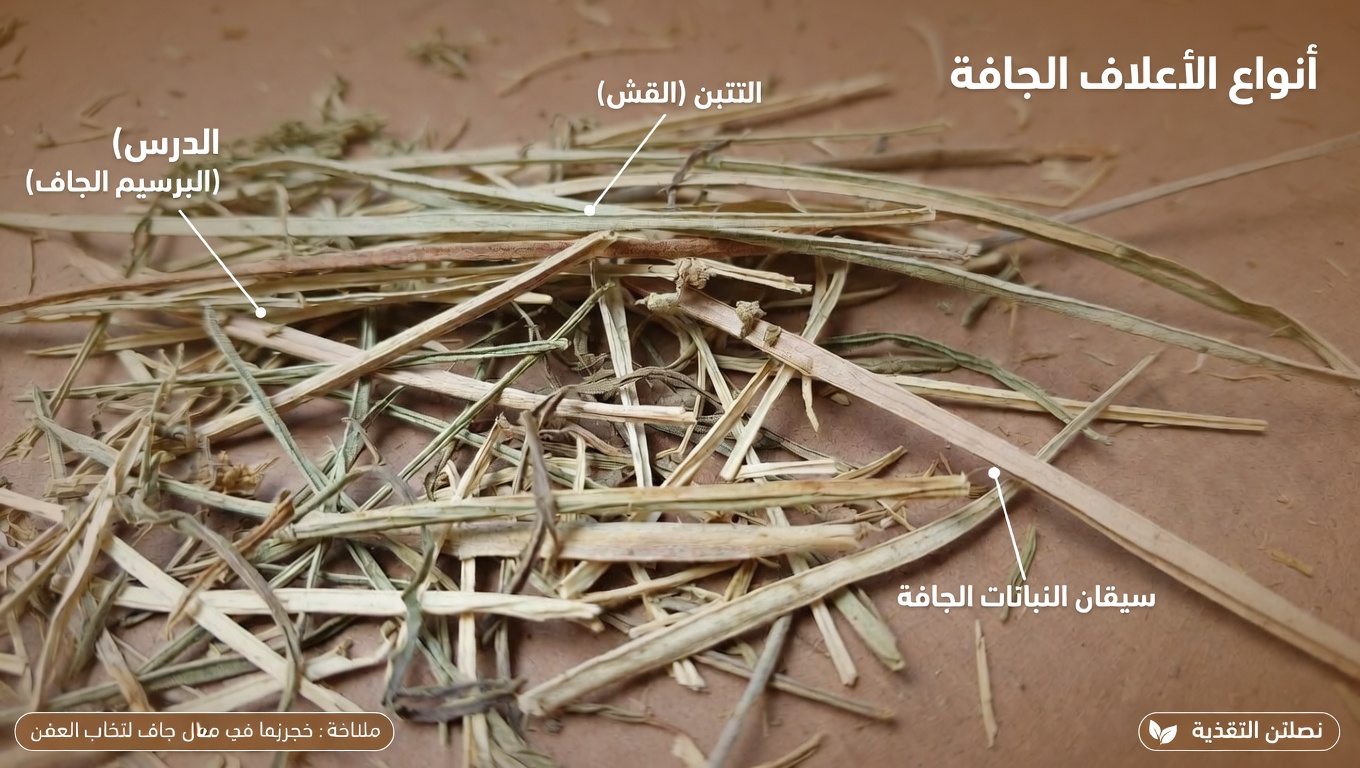 ٦ عادات بسيطة في نمط الحياة لدعم صحة الغدة الدرقية بشكل طبيعي