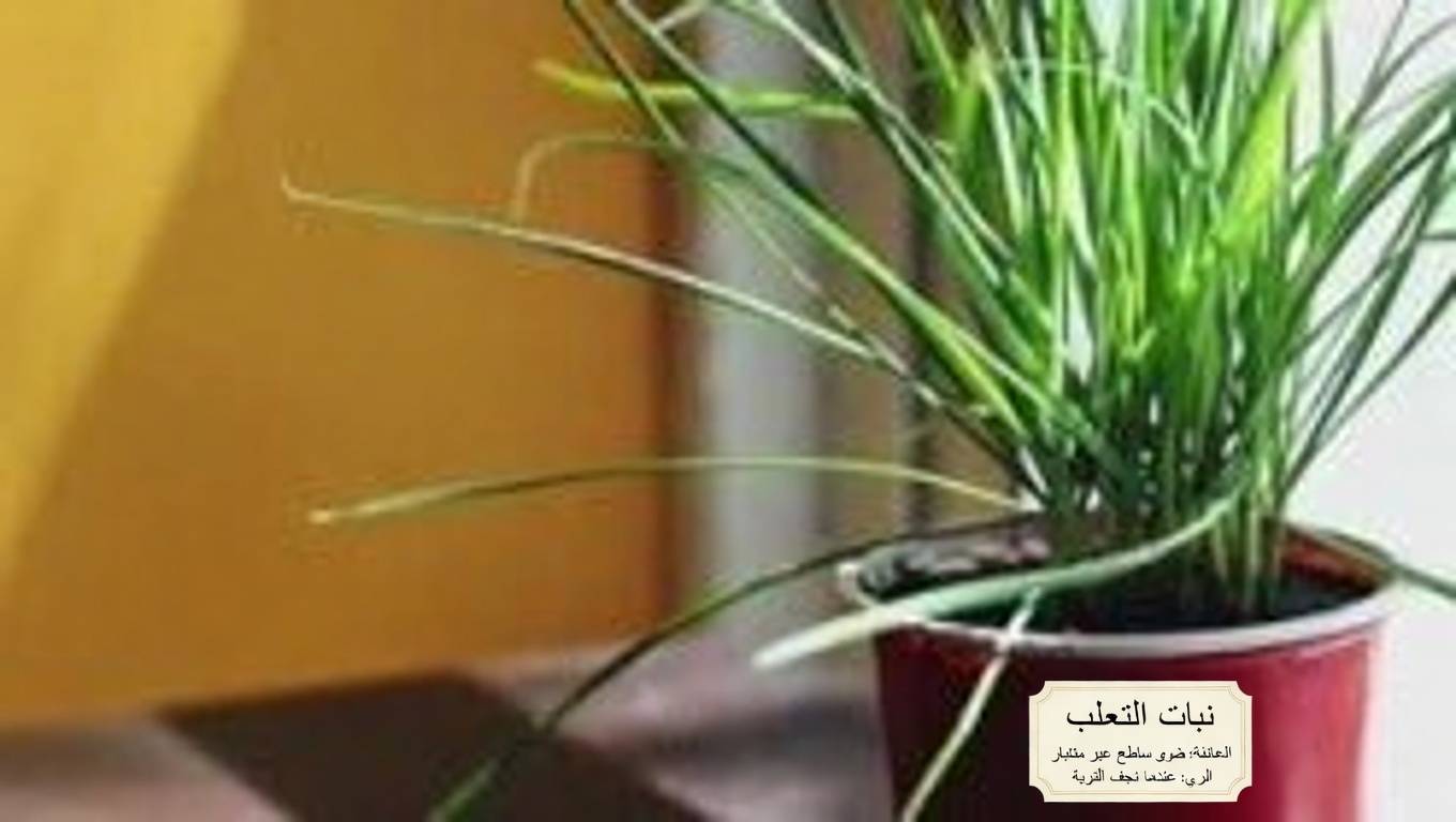 لماذا يجب أن تحتضن البقلة في حديقتك: ٨ أسباب مقنعة