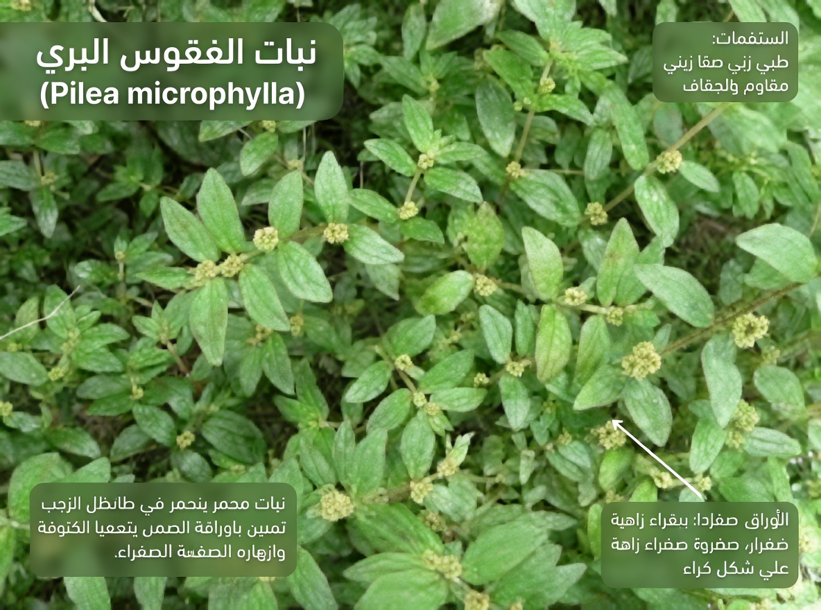 لا تتجاهل هذه الحشيشة الشائعة! الدور المفاجئ لعشب اللبن عريض الأوراق في العلاجات التقليدية لراحة العين