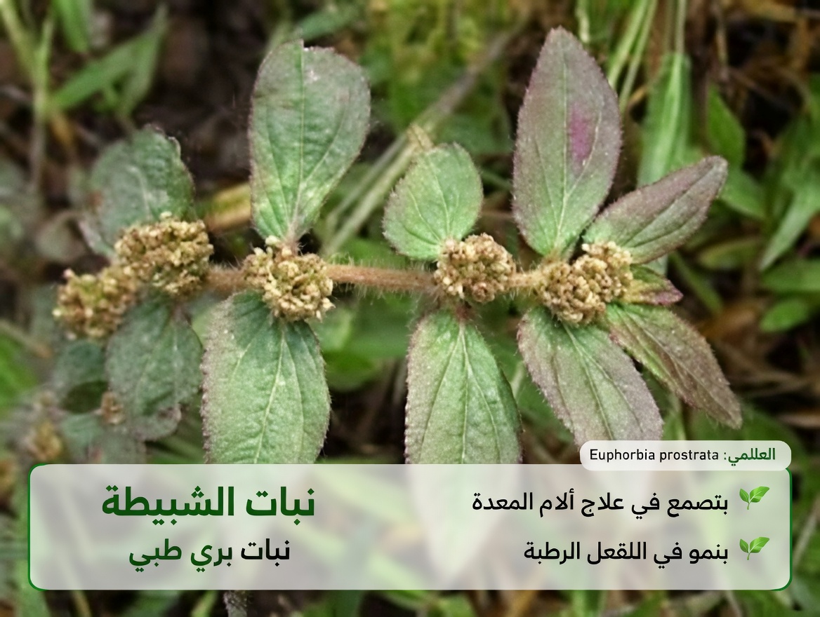 لا تتجاهل هذه الحشيشة الشائعة! الدور المفاجئ لعشب اللبن عريض الأوراق في العلاجات التقليدية لراحة العين