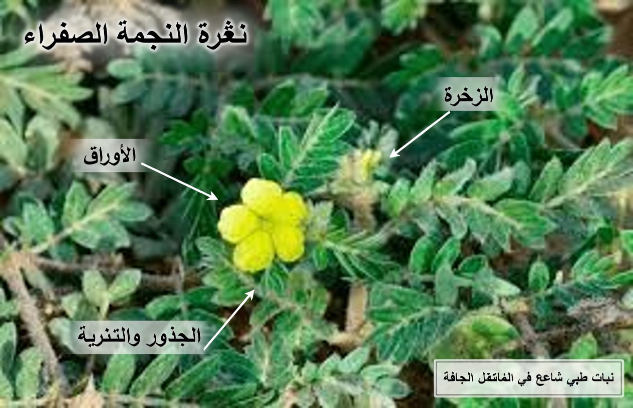 ما هو نبات الحسك (Tribulus Terrestris) ولماذا يتحدث عنه الأزواج؟