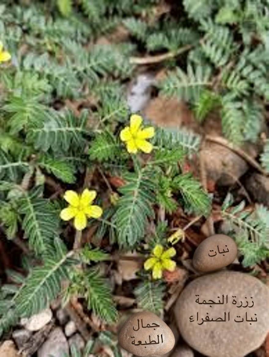 ما هو نبات الحسك (Tribulus Terrestris) ولماذا يتحدث عنه الأزواج؟