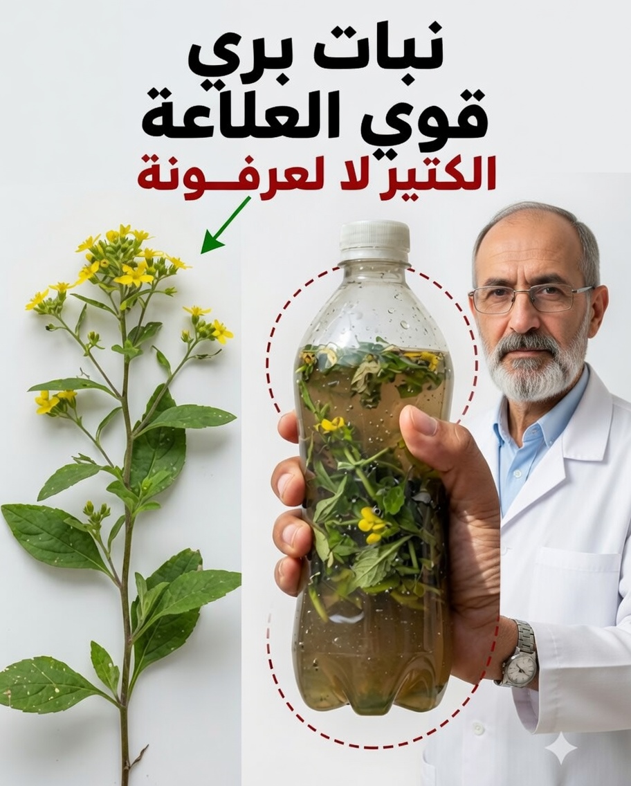 🌿 كانديليو أو «كانديلابرو»: النبتة الطبية المنتشرة التي يجب أن تعرفها (من دون خرافات)