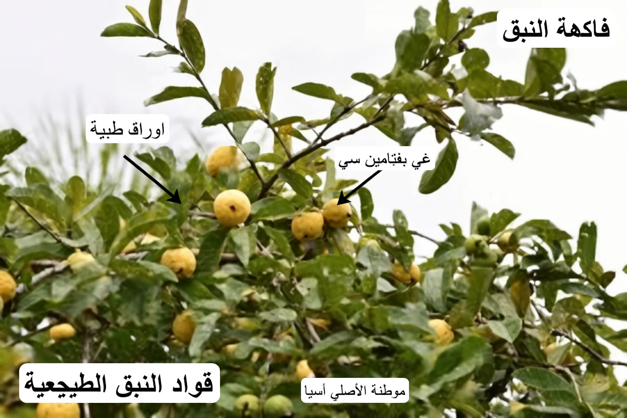 استكشاف الطرق الطبيعية لدعم صحة العين باستخدام الجوافة: دليل مبسط