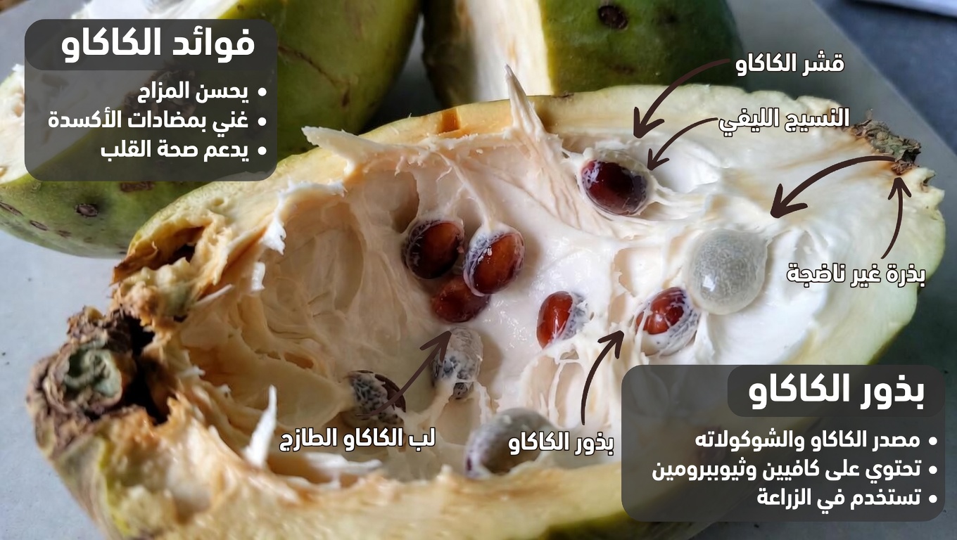 فاكهة القشطة (الشيريمويا): 10 طرق بسيطة لإضافة هذه الفاكهة الاستوائية الكريمية لتحسين دعم مضادات الأكسدة في سنواتك المتقدمة