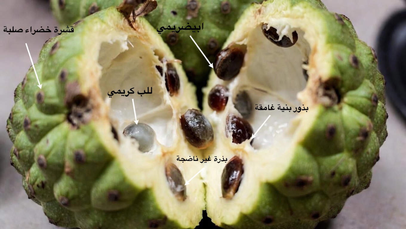 فاكهة القشطة (الشيريمويا): 10 طرق بسيطة لإضافة هذه الفاكهة الاستوائية الكريمية لتحسين دعم مضادات الأكسدة في سنواتك المتقدمة