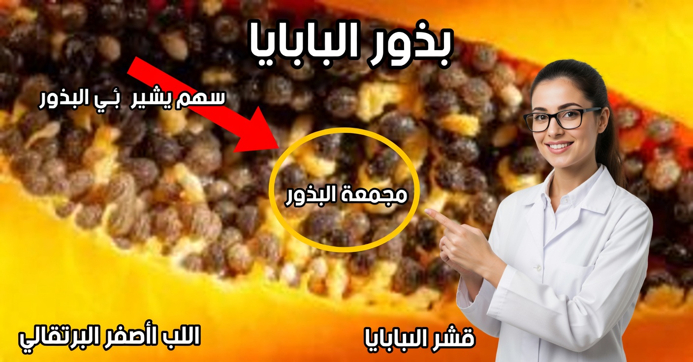 بذور البابايا: كيفية مضغ ٤ حبات يوميًا وفوائدها
