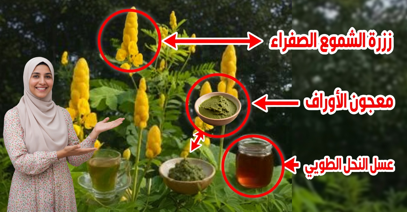 فوائد نبتة الكانديلو: النبات الذي يحارب الفطريات والالتهابات