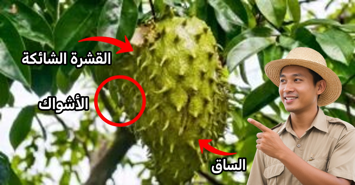 أوراق الغوانابانا: الفوائد، الاستخدامات والوصفات التقليدية