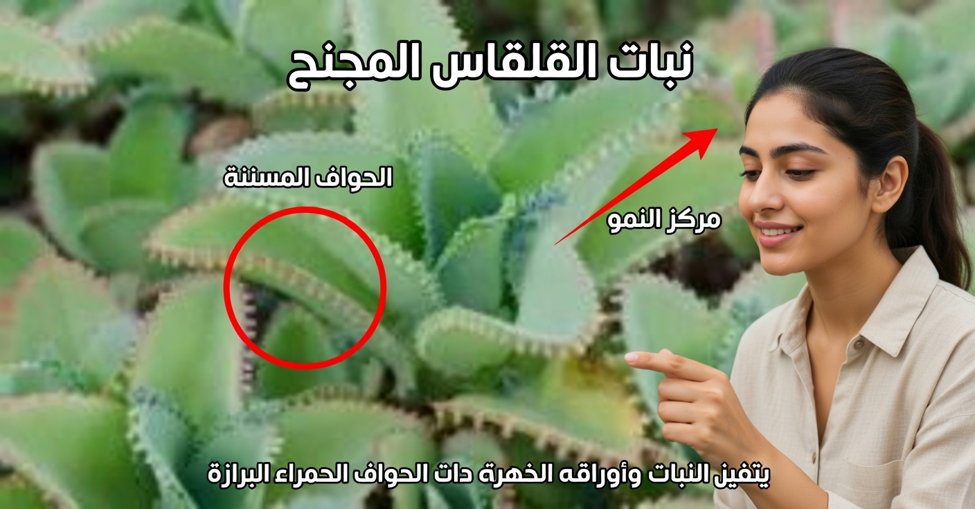 فوائد الكلانشو: استخداماتها وطريقة تناولها