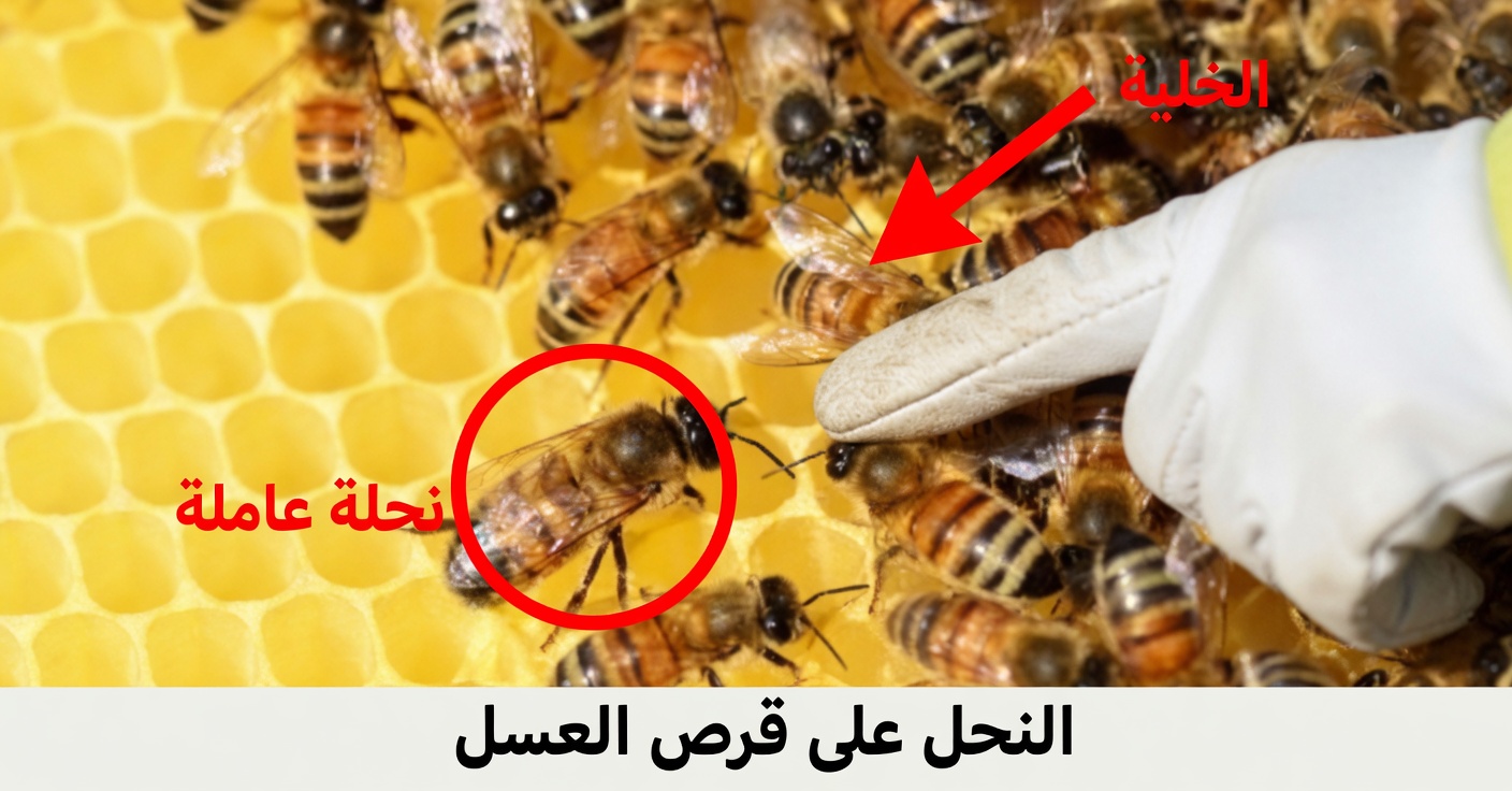 علاجات بالعسل لتحسين صحتك