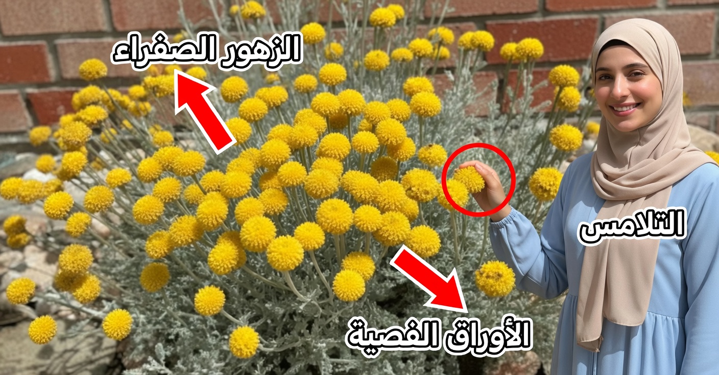 فوائد Helichrysum arenarium وكيفية استخدامه في المنزل