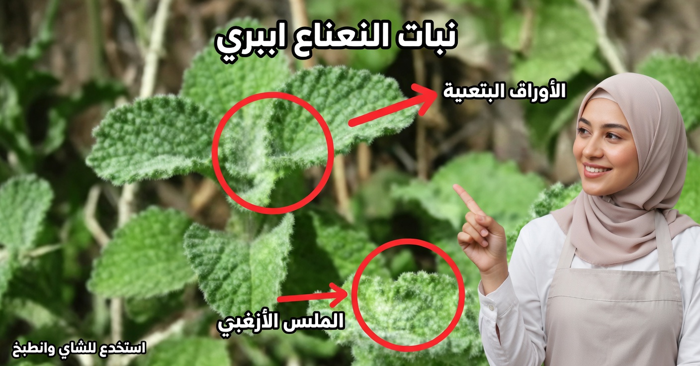 فوائد المروبية وكيفية استخدامها