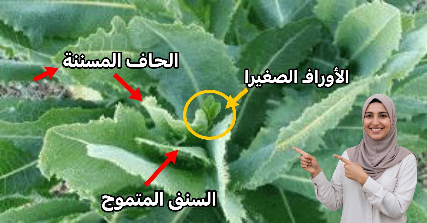 الخس الشوكي: الاستخدامات والفوائد