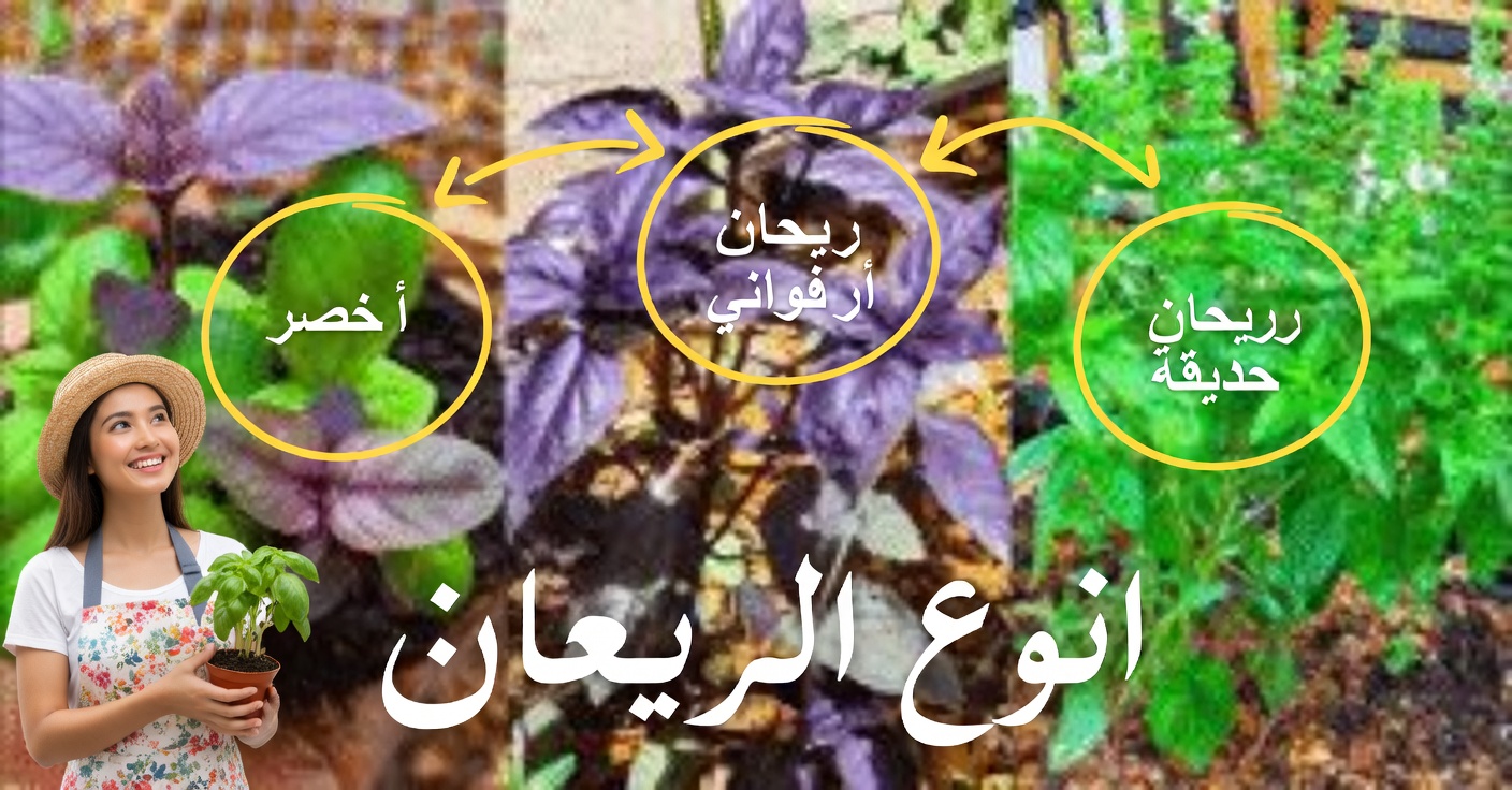 الريحان البنفسجي: الخصائص و3 استخدامات طبية