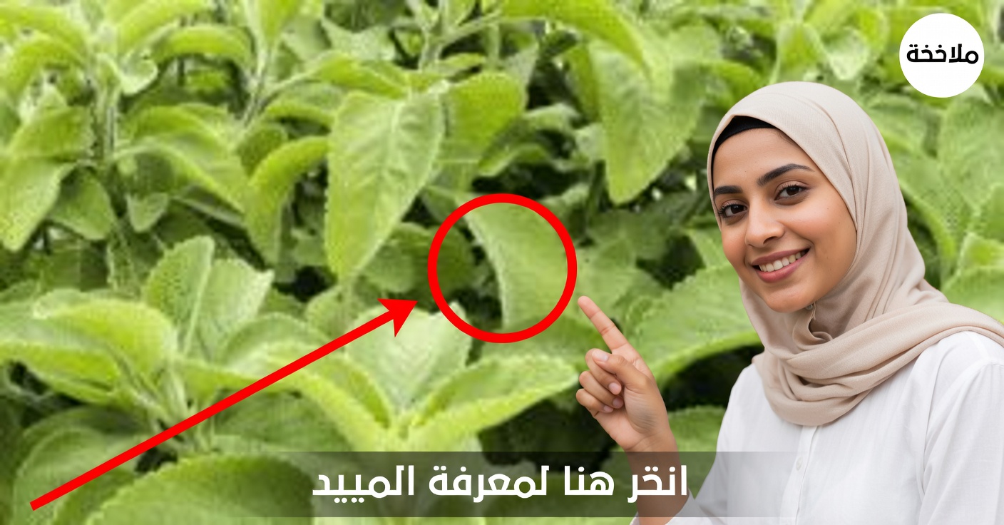 البولدو المنقّي: منقوع طبيعي لتنقية الجسم