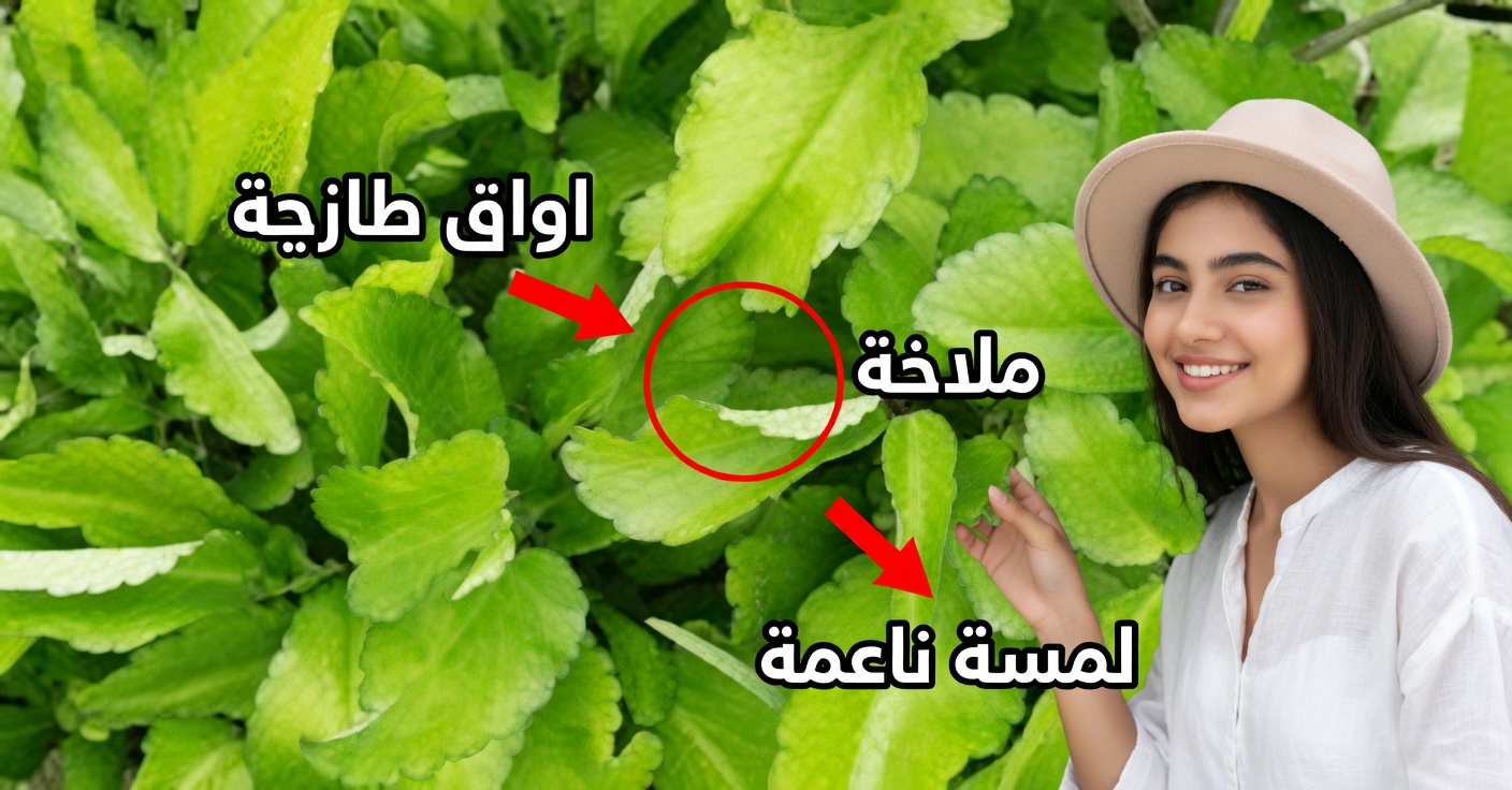 ورقة الحياة: 7 فوائد وكيفية استخدامها مع العلاجات المنزلية