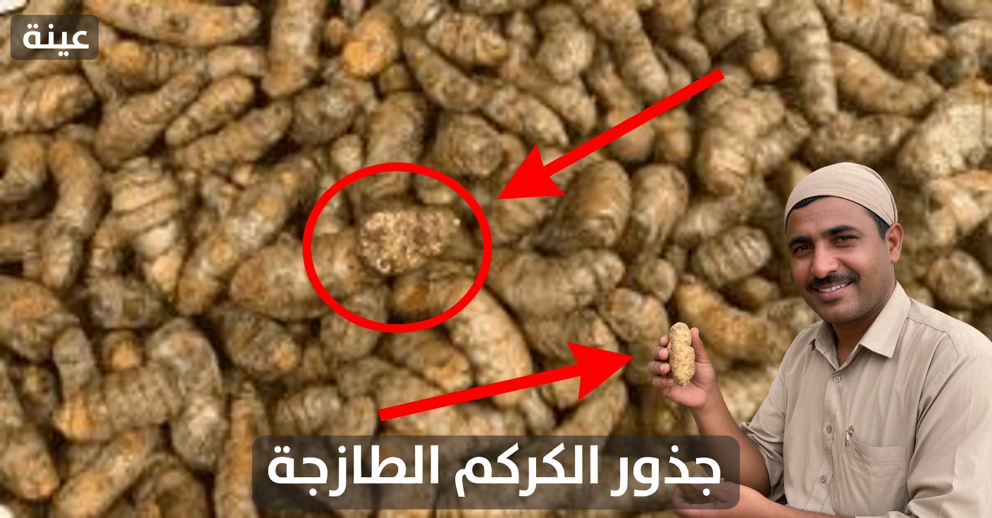 الكركم مقابل الإيبوبروفين: أيهما أفضل للألم؟